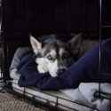 lowlightdog