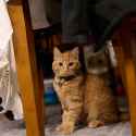 bokeh-cat