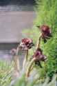 night flowers 2