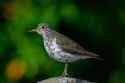 Spotted Sandpiper