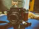 Harry-the-cat-and-Luther-the-Pentax-6x7-1