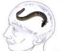 mentally eel