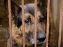 sad-german-shepherd-1-85636
