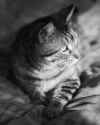 img15931