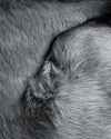 Abstractdog