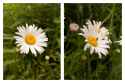 Daisy-Half-R