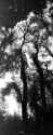 talltrees