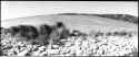 riprap