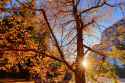 R5__2591-backlit-tree-and-sunstar