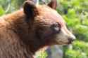 Bearbytheroad