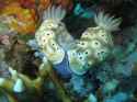nudis