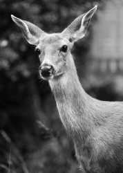 MD4_8339 edit 7-5 BW