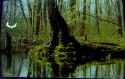 bog