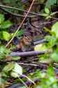 Chipmunk