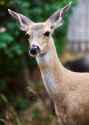 deer_LAB_magenta_yellow_shift_3