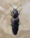 beetle on om5