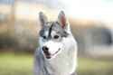a close up of a husky dog with a blurry background