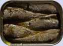 sardines_small