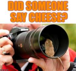 Cheese