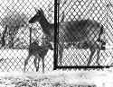 0697 Deer prison