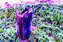 stump