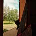 kitty