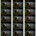kodachrome