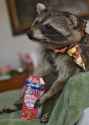 trashpanda