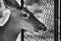 0833 Doe closeup B