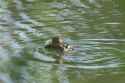1.53 MB