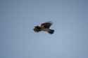 1.79 MB