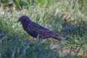 4.72 MB