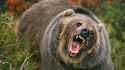 GTY_grizzly_bear_jt_130818_16x9_1600