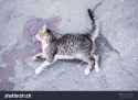 stock-photo-dead-cat-lies-on-an-asphalt-road-in-a-pool-of-blood-view-from-above-1557577370-55711417