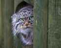 pallas-cat-manul-15__880