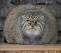 pallas-cat-manul-10__880