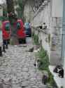 Feral_cats_in_Istanbul_-b