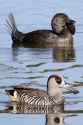 Musk Duck &amp; Pink-Eared Duck