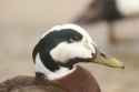 Mallard x Common Eider