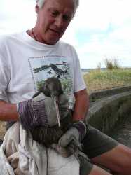 Kiwi_holding_kiwi