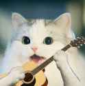 Nigger Cat Plays Guitar