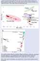 genetic distance between races 2