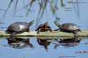 painted turtle