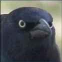 angry_crow_caw_caw_caw_caw