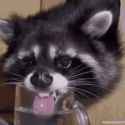 raccoon_thirsty