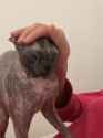 cat naked squish