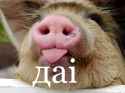 image_2023-08-12_174953247