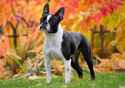 Boston-Terrier-dog