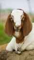 bangladeshi-advanced-long-eared-goat-breed-goat-is-looking-beautiful-closeup-photo-sweet-baby-goat_104279-222