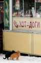 kot corn stand
